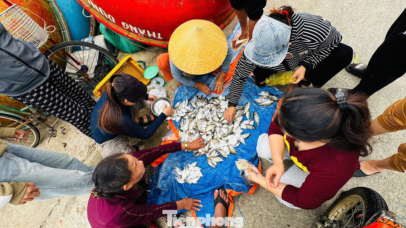 Cá vừa đưa lên bờ, thương lái liền tranh nhau mua ngay tại chỗ. Cá liệt được thu mua từ 60.000–70.000 đồng/kg, cá kình từ 100.000 – 120.000 đồng/kg. Ảnh: Nguyễn Ngọc