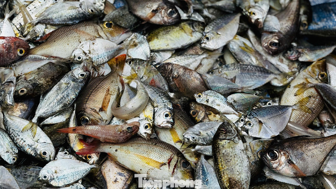 amp;#34;Đánh liềuamp;#34; ra khơi giữa sóng lớn, ngư dân Quảng Ngãi trúng đậm - 18