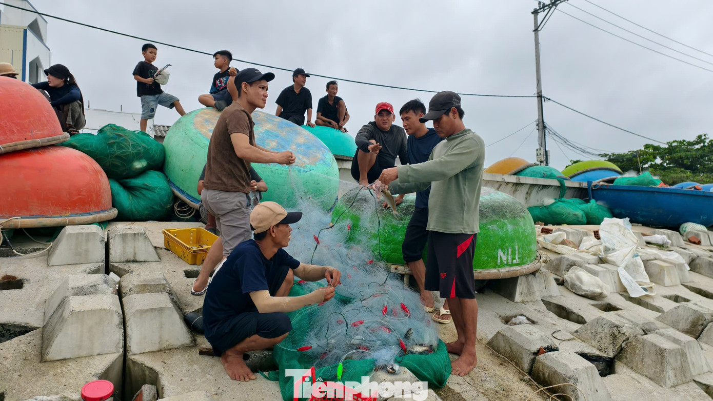 Theo kinh nghiệm của ngư dân, trước và sau mỗi cơn bão hay áp thấp nhiệt đới, các loài hải sản thường kéo về vùng biển ven bờ tránh trú, tìm kiếm thức ăn rất nhiều. Thời gian này, nếu khai thác hải sản sẽ vừa được mùa, được giá. Ảnh: Nguyễn Ngọc