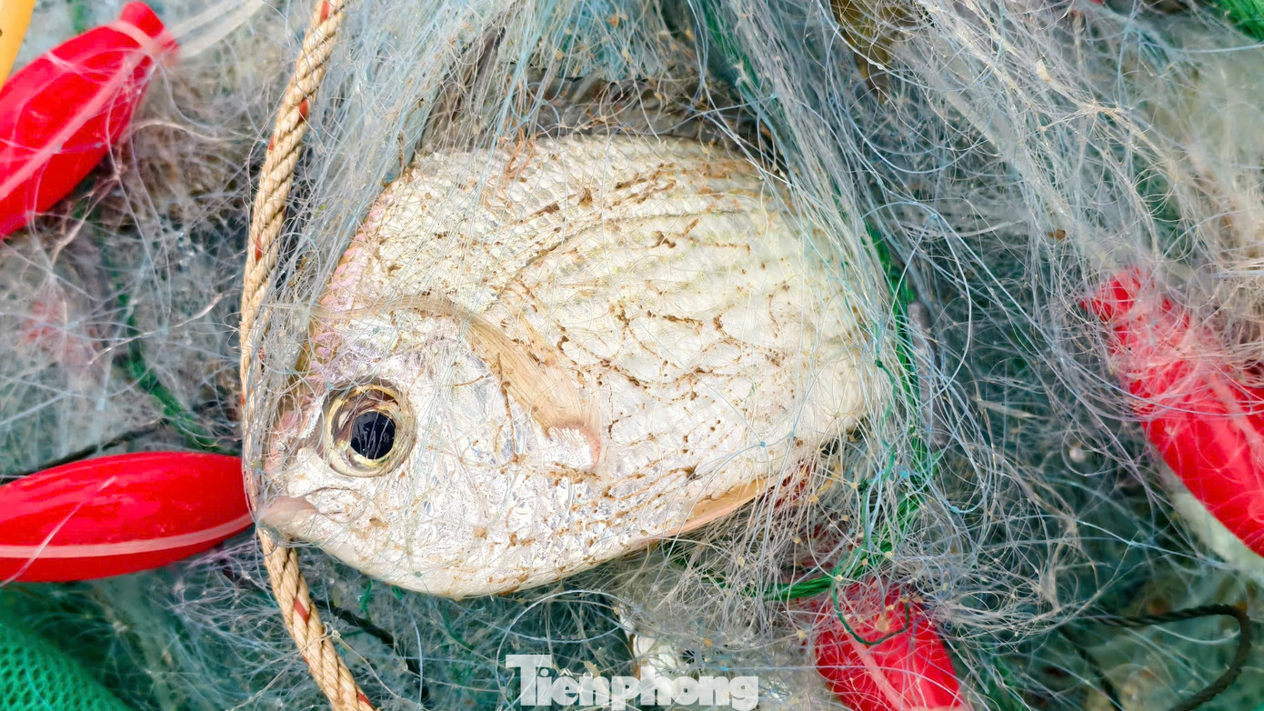 amp;#34;Đánh liềuamp;#34; ra khơi giữa sóng lớn, ngư dân Quảng Ngãi trúng đậm - 19