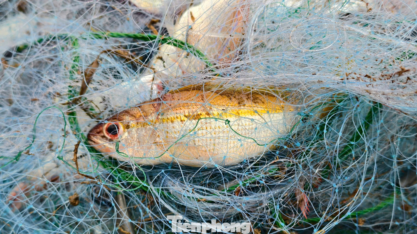 amp;#34;Đánh liềuamp;#34; ra khơi giữa sóng lớn, ngư dân Quảng Ngãi trúng đậm - 20