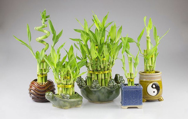 Cây phát lộc là một loại cây có ý nghĩa rất tốt về mặt phong thủy và đang được rất nhiều người quan tâm lựa chọn.