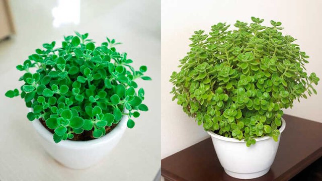 Cây thu hút tài lộc phong thuỷ theo tuổi và vị trí, giúp gia chủ phú quý, sung túc - 6