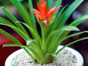Cây thu hút tài lộc phong thuỷ theo tuổi và vị trí, giúp gia chủ phú quý, sung túc