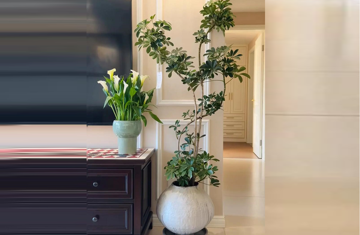 Cây ngũ gia bì với lá xòe như bàn tay, tượng trưng cho tài lộc, may mắn và sự thịnh vượng trong phong thủy. Ảnh: Baidu