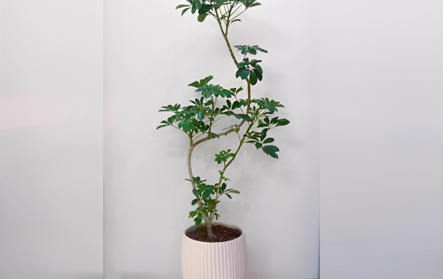 Ngũ gia bì phát triển khỏe mạnh trong chậu cảnh, tạo không gian xanh mát và thanh lọc không khí cho nhà ở hoặc văn phòng. Ảnh: Baidu