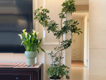 Người thuộc 2 mệnh này trồng cây ngũ gia bì cực kỳ thu hút may mắn và tài lộc