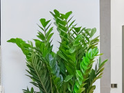 Nhà đẹp - Cây kim tiền trồng trong nhà hợp với mệnh nào?