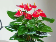 Nhà đẹp - Người thuộc 2 mệnh này trồng cây hồng môn thu hút tài lộc, may mắn và thăng tiến