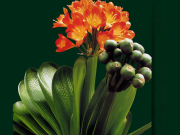 Nhà đẹp - Trồng lan quân tử, 3 mệnh này dễ gặp vận may và quý nhân phù trợ