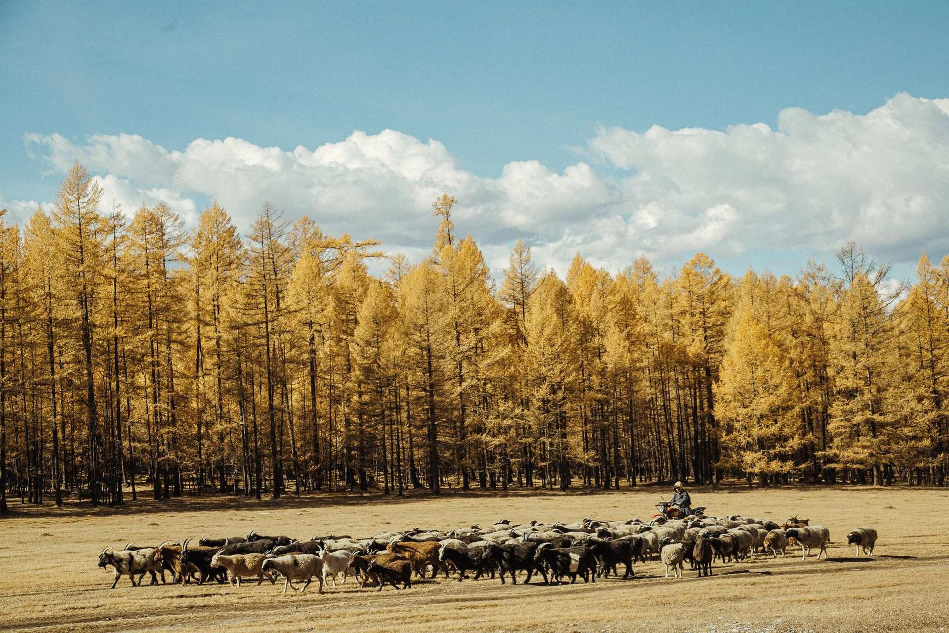 Khách Việt Đi Ngắm Thu Ở Mông Cổ: Ngày Say Xe Dữ Dội, Đêm Canh Củi Đốt Lò Mùa Thu Vàng Ruộm, Đẹp Hoang Dã Và Nên Thơ Ở Mông Cổ