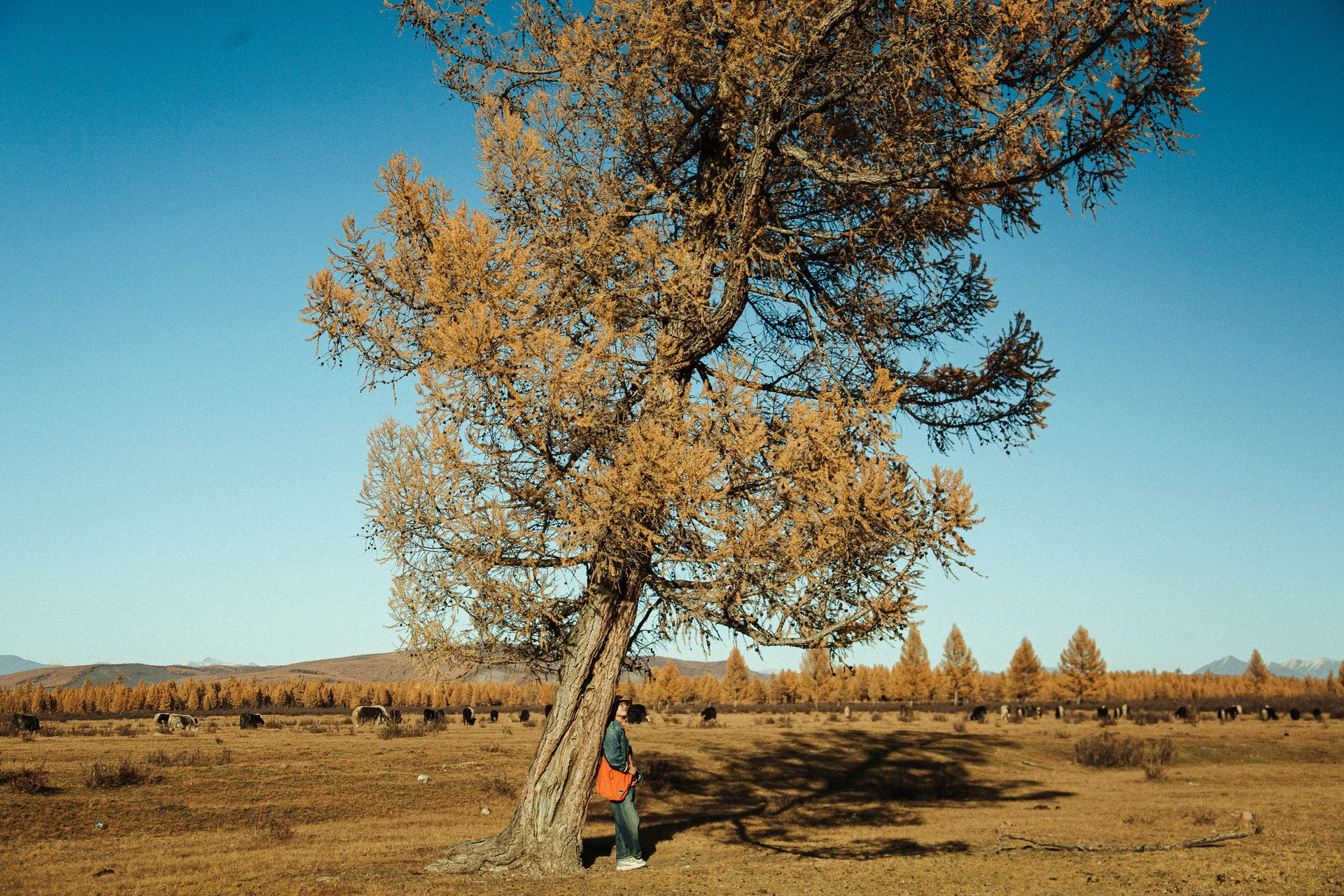 Khách Việt Đi Ngắm Thu Ở Mông Cổ: Ngày Say Xe Dữ Dội, Đêm Canh Củi Đốt Lò Khách Việt Đi Ngắm Thu Ở Mông Cổ: Ngày Say Xe Dữ Dội, Đêm Canh Củi Đốt Lò - 10