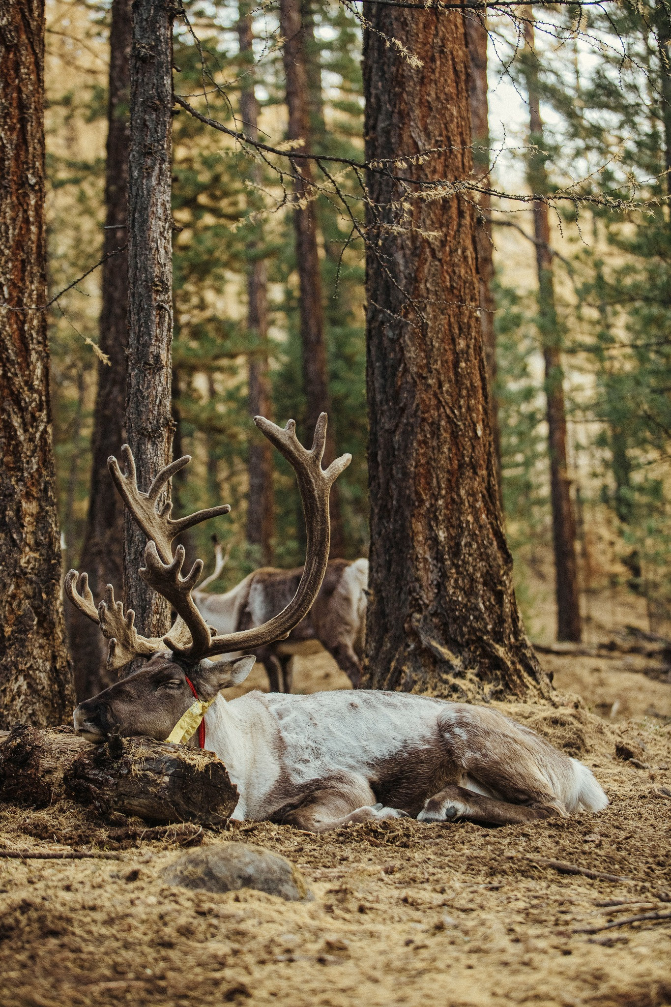 Khách Việt Đi Ngắm Thu Ở Mông Cổ: Ngày Say Xe Dữ Dội, Đêm Canh Củi Đốt Lò Khách Việt Đi Ngắm Thu Ở Mông Cổ: Ngày Say Xe Dữ Dội, Đêm Canh Củi Đốt Lò - 7