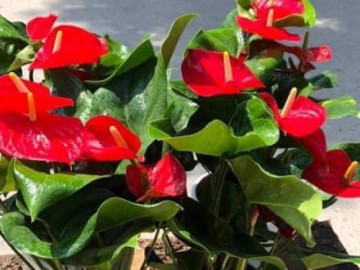 Cây phong thủy mang may mắn trồng vào mùa thu đông, Tết đến chơi hoa càng đẹp