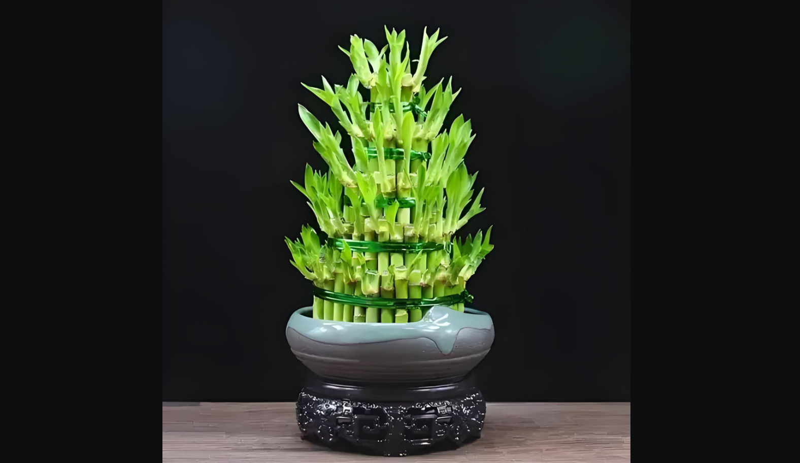 Trúc phú quý với thân xanh mảnh mai, biểu trưng cho sự kiên cường và cát tường, giúp cân bằng năng lượng và thu hút tài lộc. Ảnh: Baidu