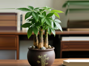 Nhà đẹp - Ý nghĩa phong thuỷ và cách trồng, chăm sóc cây kim ngân trong nhà