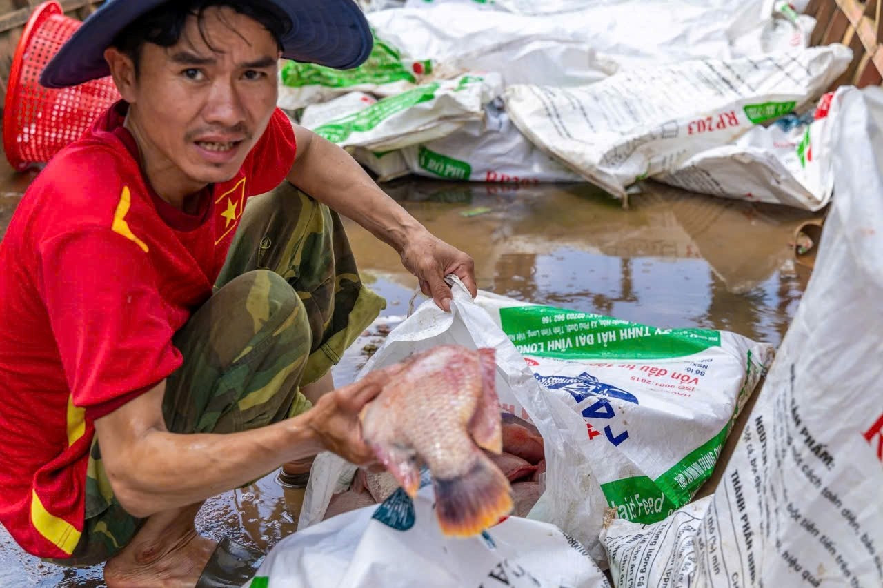 Hàng nghìn tấn cá lồng bè bị chết, nhiều người dân trắng tay sau bão - 1