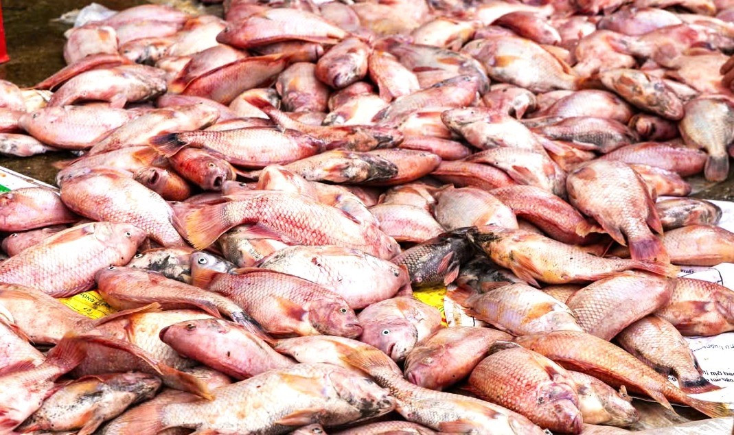 Cá diêu hồng bị chết ngộp do mưa lũ.