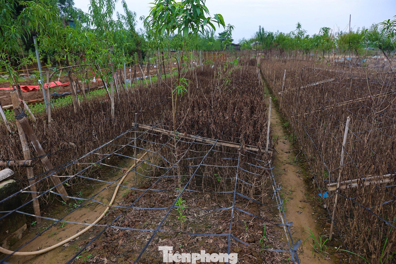 Mọi năm, vào thời điểm này, các nhà vườn đã tất bật chuẩn bị cho vụ hoa Tết. Thế nhưng năm nay, sau hai trận bão liên tiếp trong tháng 10, nhiều vườn đào và ruộng hoa ở Nhật Tân, Phú Thượng bị ngập úng, gãy đổ.