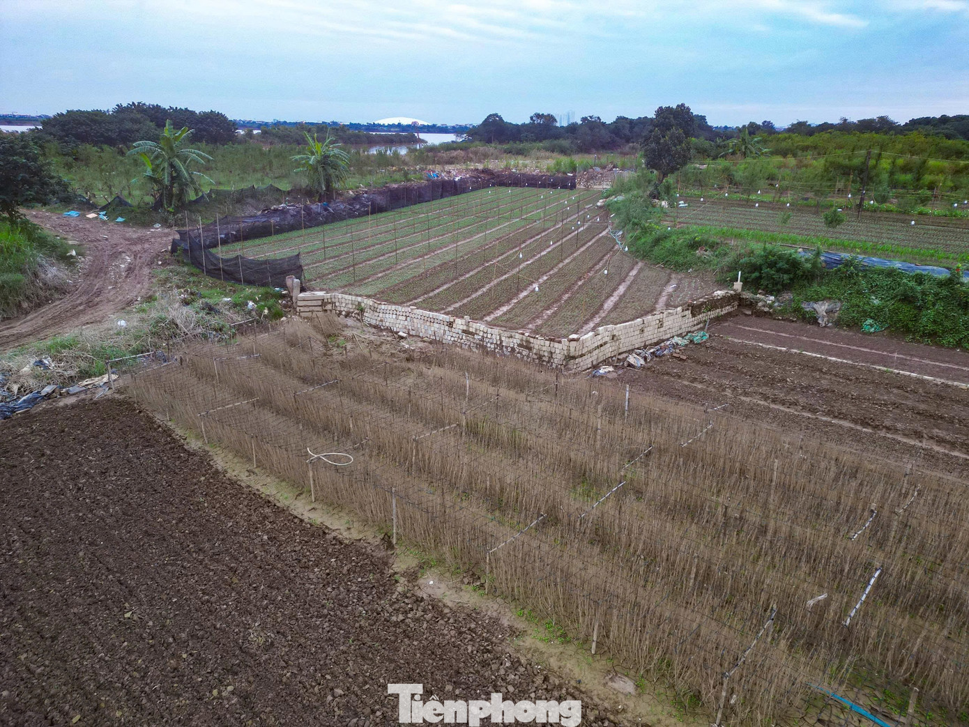 Nông dân Nhật Tân chạy đua trồng hoa Tết sau bão - 2