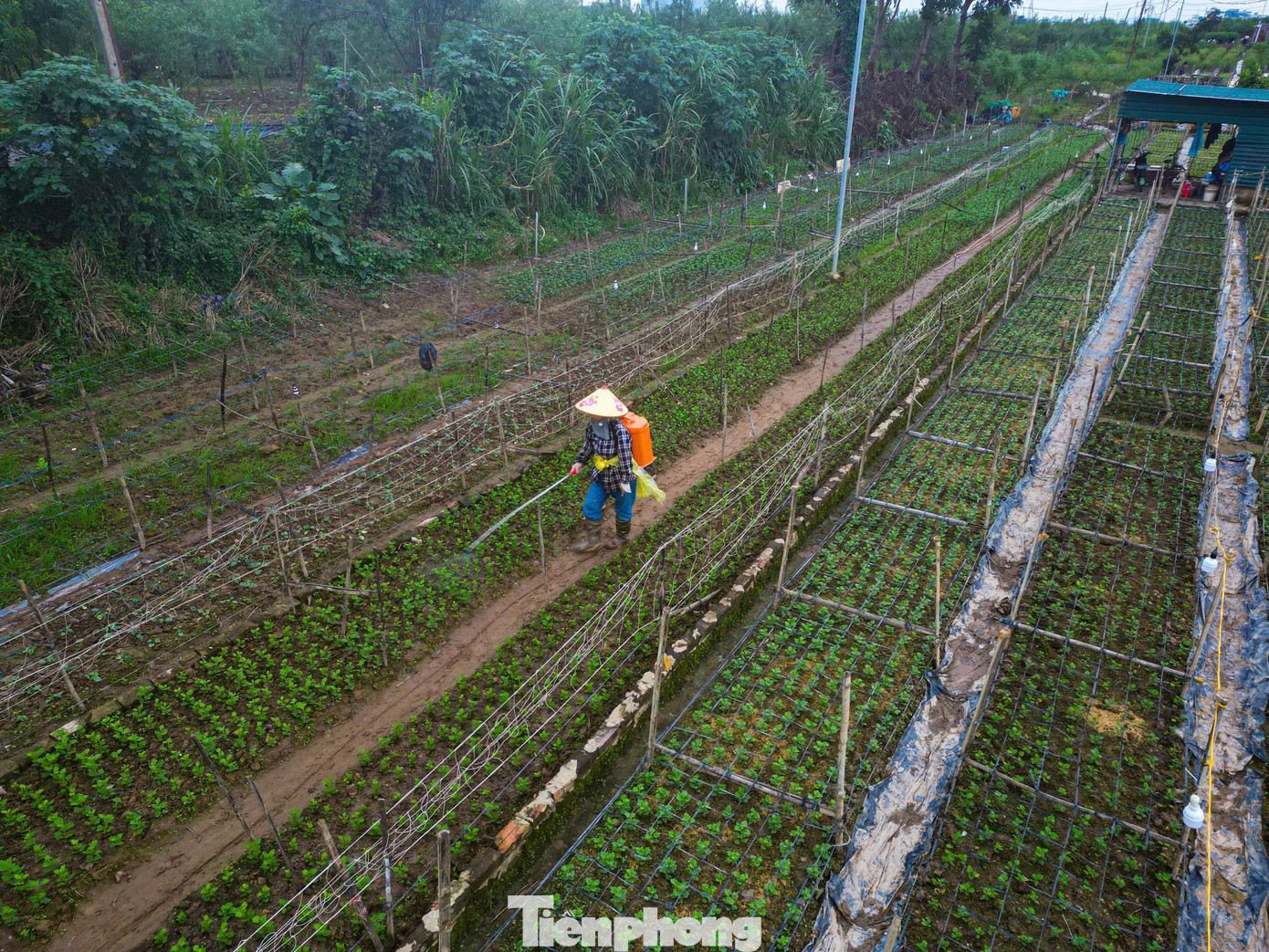 Nhiều hộ gia đình tại Nhật Tân, Phú Thượng đã quyết định chuyển sang trồng các loại hoa có thời gian sinh trưởng ngắn như cúc, thược dược, violet... để kịp bán vào dịp Tết.