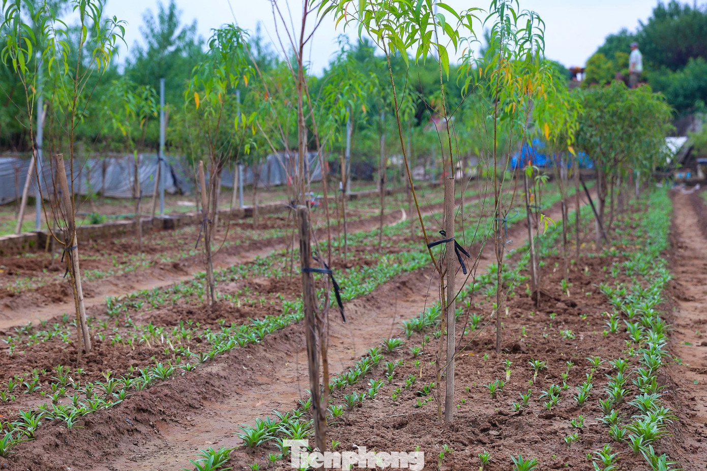 img src/upload/4-2025/images/2025-11-13/1762990989-tp-nt-21-width1390height2085.jpg width660 /