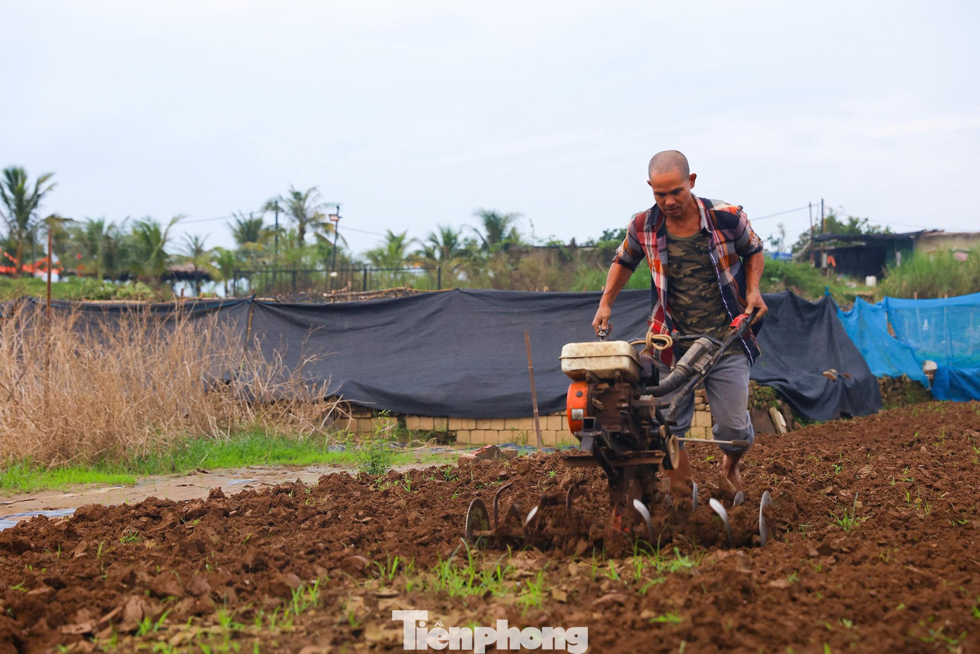 Người dân gấp rút khôi phục sản xuất để vớt vát phần nào thiệt hại trước vụ Tết cận kề, hối hả rải vôi bột, cày xới đất và xuống giống những luống hoa ngắn ngày.
