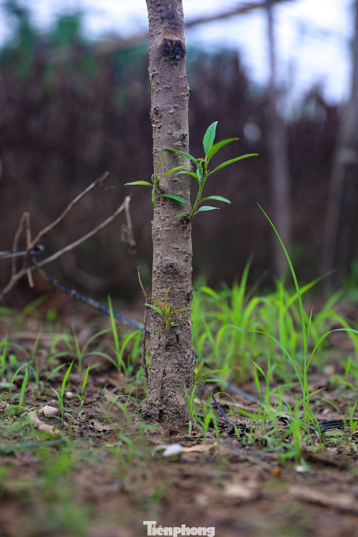Những loại hoa này chỉ mất khoảng 2-3 tháng là cho thu hoạch, tuy giá trị kinh tế không thể sánh bằng đào nhưng là giải pháp duy nhất lúc này.