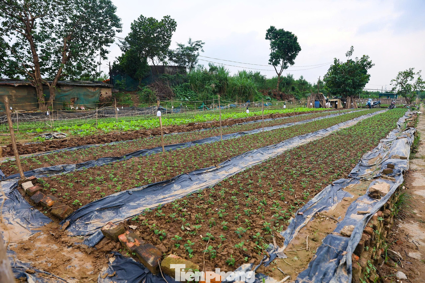 Đây đã là năm thứ hai liên tiếp chúng tôi phải gánh chịu cảnh ngập lụt. Khi vụ đào chính đã mất trắng, chúng tôi buộc phải chuyển hướng, trồng các loại rau và hoa màu ngắn ngày để phục vụ thị trường Tết, anh Trung, hộ trồng đào lâu năm tại Nhật Tân cho biết.