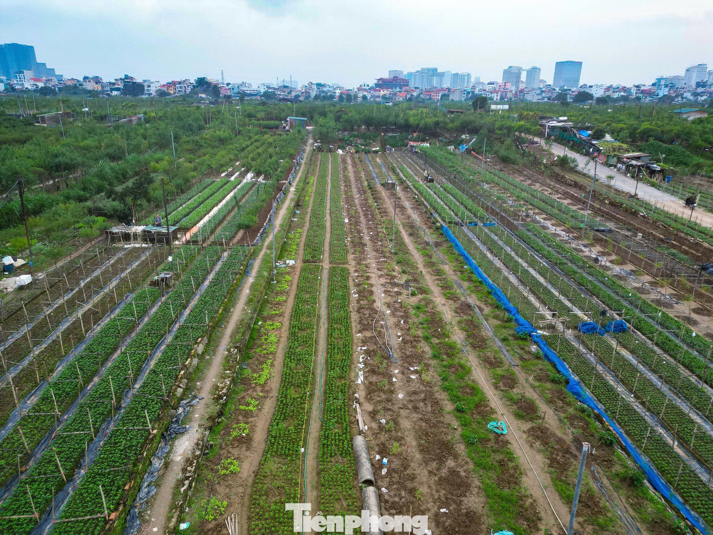 Không để nỗi buồn nhấn chìm, người nông dân Nhật Tân đang chạy đua với thời gian, phủ kín màu xanh trở lại, gỡ gạc lại vốn liếng cho vụ Tết cận kề.
