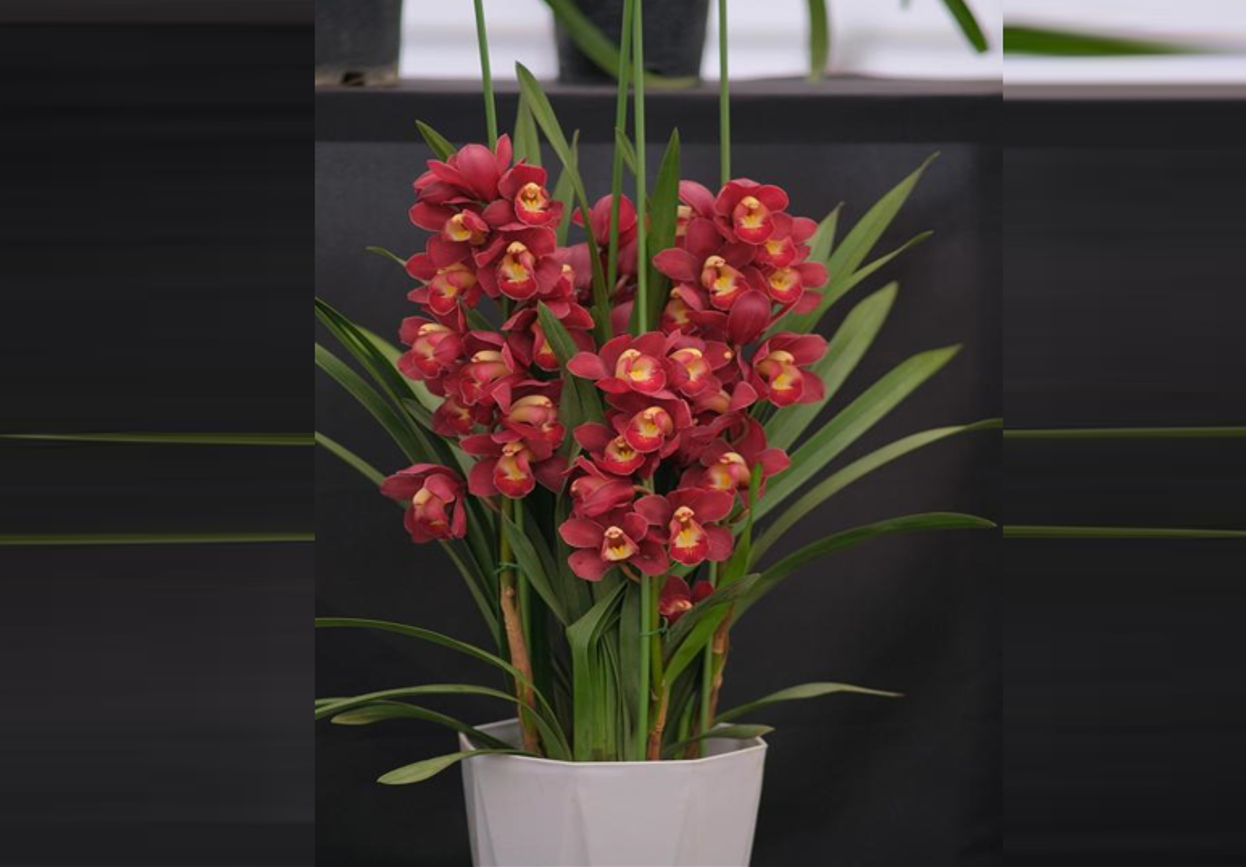 Địa lan - biểu tượng cho sức sống, quyền lực và vận khí hanh thông của người mệnh Hỏa. Ảnh: Baidu