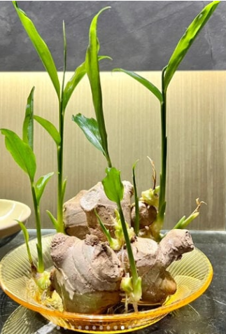 Cốc gừng phong thủy không nên để đơn độc giữa bàn - nhất là bàn làm việc hướng cửa vì dễ bị gió, hoặc khí lưu quét ngang. Phong thủy gọi đó là khí tán, vận ly.