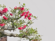 Nhà đẹp - 3 loại cây hợp cho người mệnh Hỏa