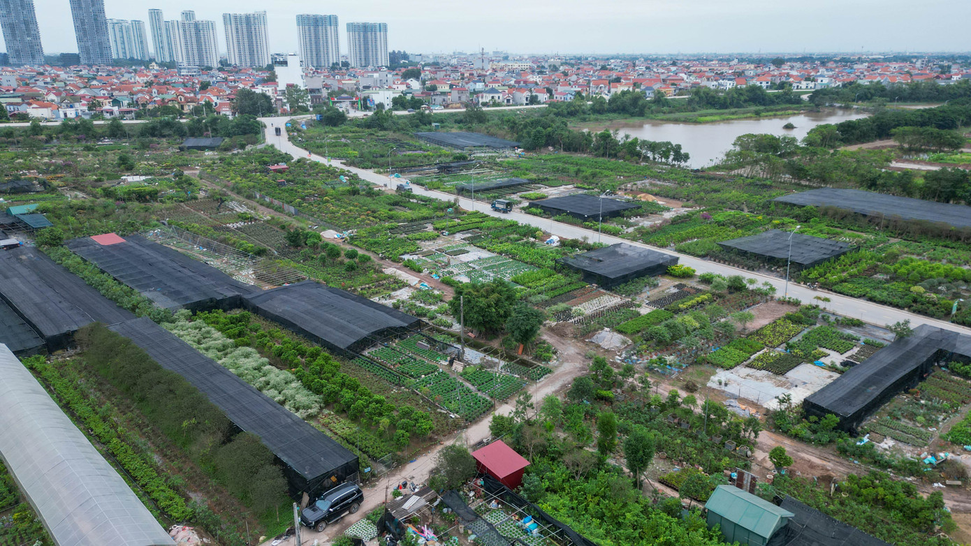 Giữa tháng 11, khi tiết trời ấm và độ ẩm cao, người trồng cây cảnh ở các xã Phụng Công, Liên Nghĩa, Mễ Sở (huyện Văn Giang, Hưng Yên) – “vựa cây cảnh” lớn nhất miền Bắc – lại tất bật phục hồi vườn sau đợt ngập sâu. Nhiều gốc quất, bưởi cảnh bị thối rễ, rụng lá, người dân phải cắt tỉa, phun thuốc và thay đất để cứu cây, hy vọng kịp vụ Tết.