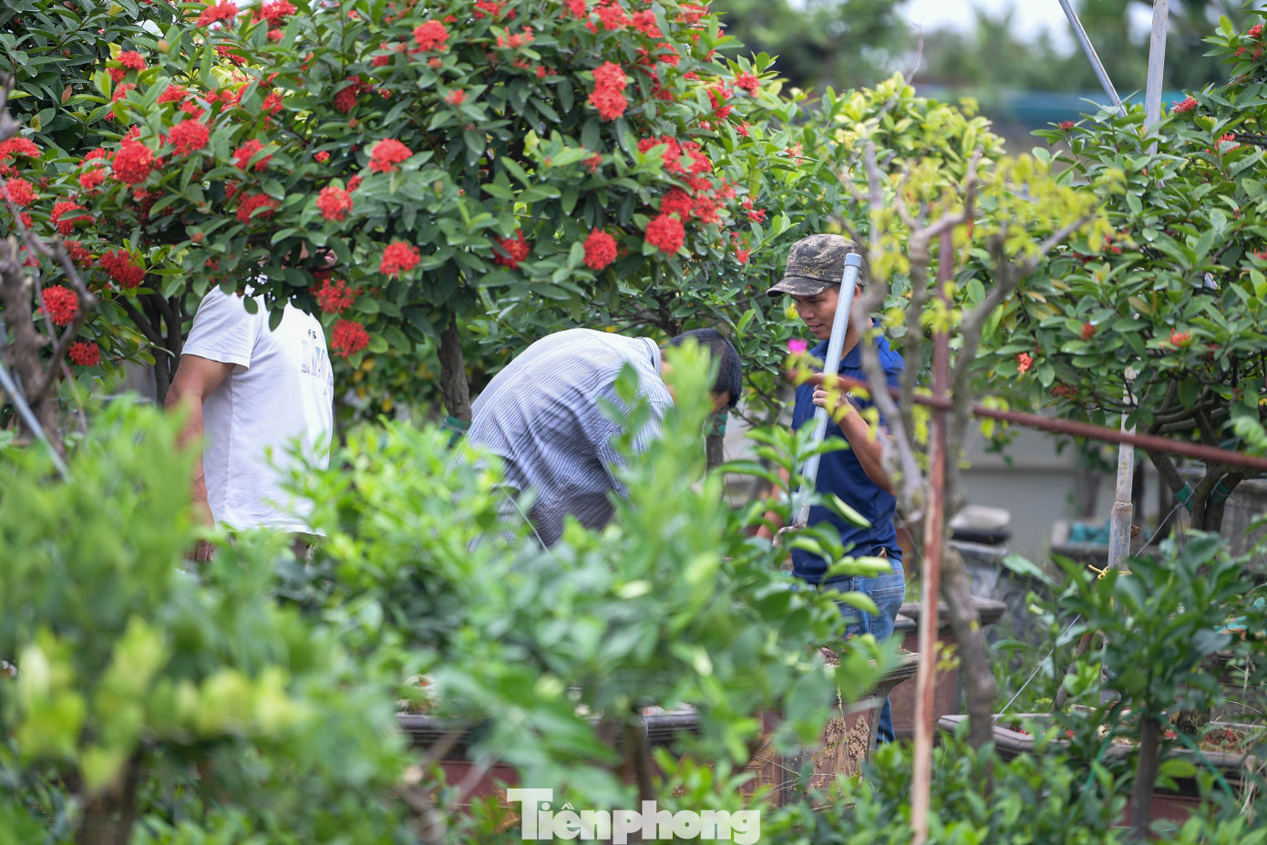 Theo thống kê sơ bộ của người dân, đợt mưa lớn đầu tháng 11 đã khiến hơn 70% diện tích cây cảnh ở các xã chuyên trồng hoa, cây cảnh ở Hưng Yên bị ảnh hưởng. Nhiều vườn quất, bưởi cảnh ngập sâu suốt 3–5 ngày, rễ thối, quả rụng, gây thiệt hại hàng tỉ đồng.