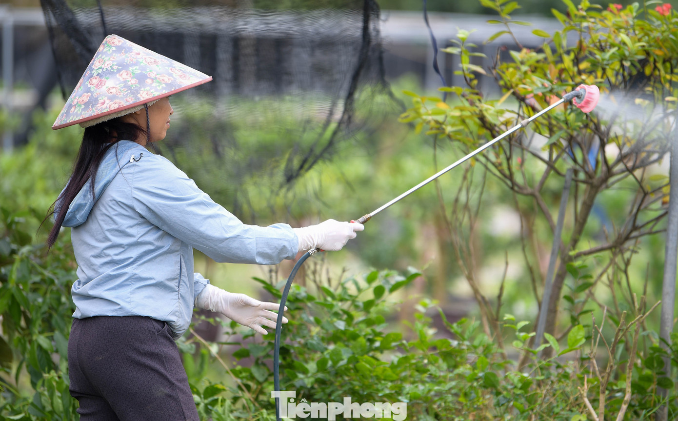 Vựa cây cảnh lớn nhất miền Bắc chạy đua thời gian vụ Tết - 5