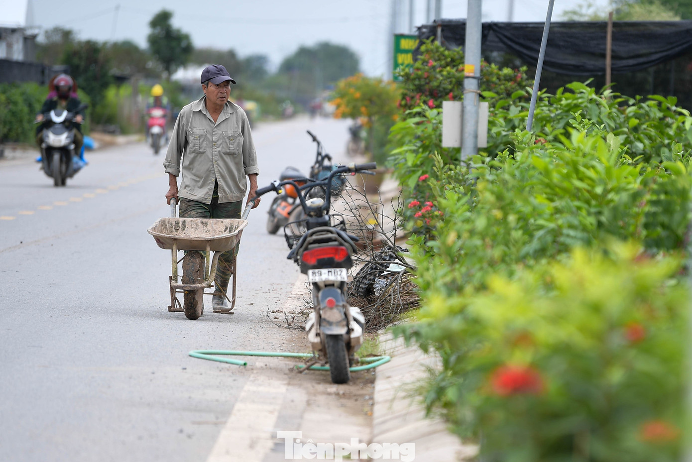 “Chúng tôi phải thức đêm bơm nước, kê chậu cao, rồi xới lại đất. Mưa năm nay kéo dài bất thường, ảnh hưởng nhiều đến bộ rễ cây cảnh”, ông Nguyễn Văn Dũng, chủ vườn cho biết. Sau đợt mưa lớn, thời tiết miền Bắc chuyển lạnh nhanh, khiến việc chăm sóc cây cảnh khó hơn. Nhà vườn tăng cường bón phân vi sinh, điều chỉnh ánh sáng và nước tưới để cây ra quả, lên màu đúng dịp Tết.