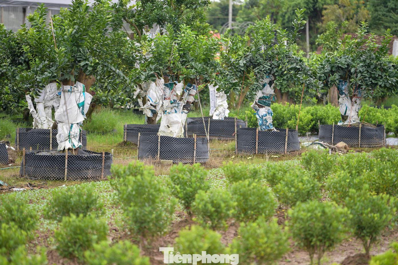 img src/upload/4-2025/images/2025-11-14/1763077235-tp-nha-vuon-van-giangdsc-7994-width1390height927.jpg width660 /