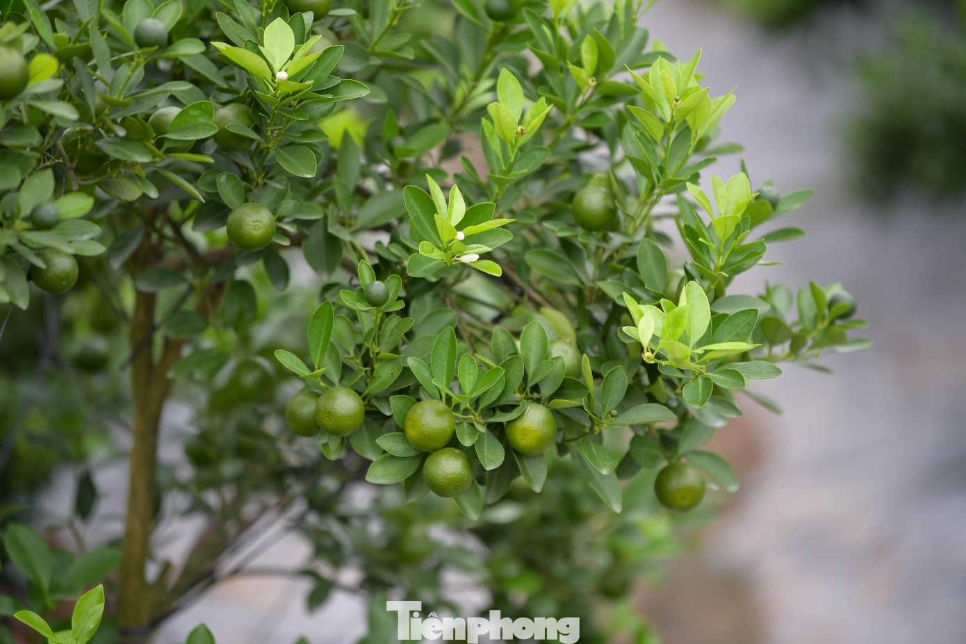 Vựa cây cảnh lớn nhất miền Bắc chạy đua thời gian vụ Tết - 8