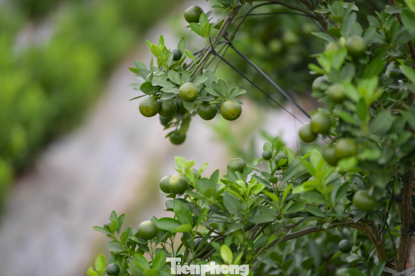 Dù thiệt hại không nhỏ, phần lớn nhà vườn Văn Giang vẫn giữ được khoảng 70–80% sản lượng. Các thương lái từ Hà Nội, Hải Dương, Bắc Ninh đã bắt đầu về đặt cọc từ sớm, đặc biệt với các dáng cây độc lạ, bưởi bonsai hoặc quất ghép cảnh.