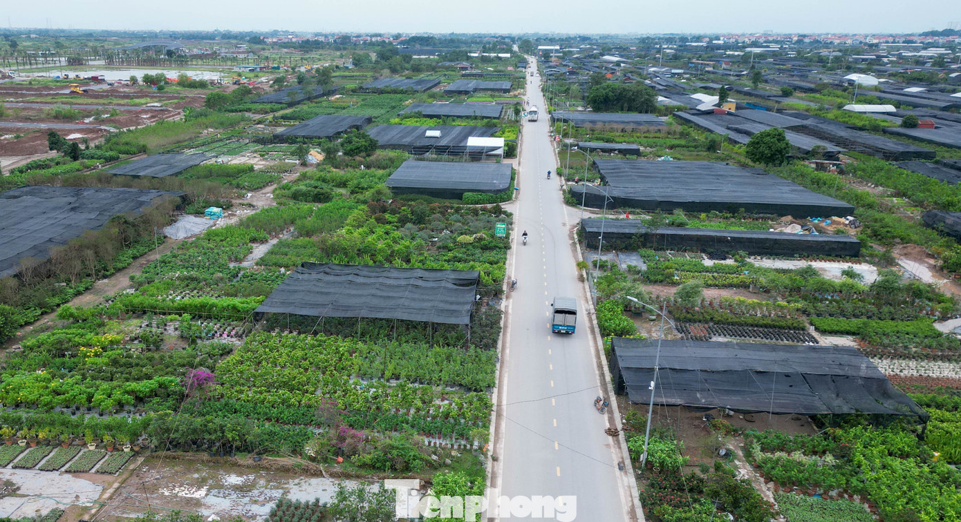 Vựa cây cảnh Văn Giang dần hồi phục, người dân tất bật chuẩn bị cho vụ Tết.