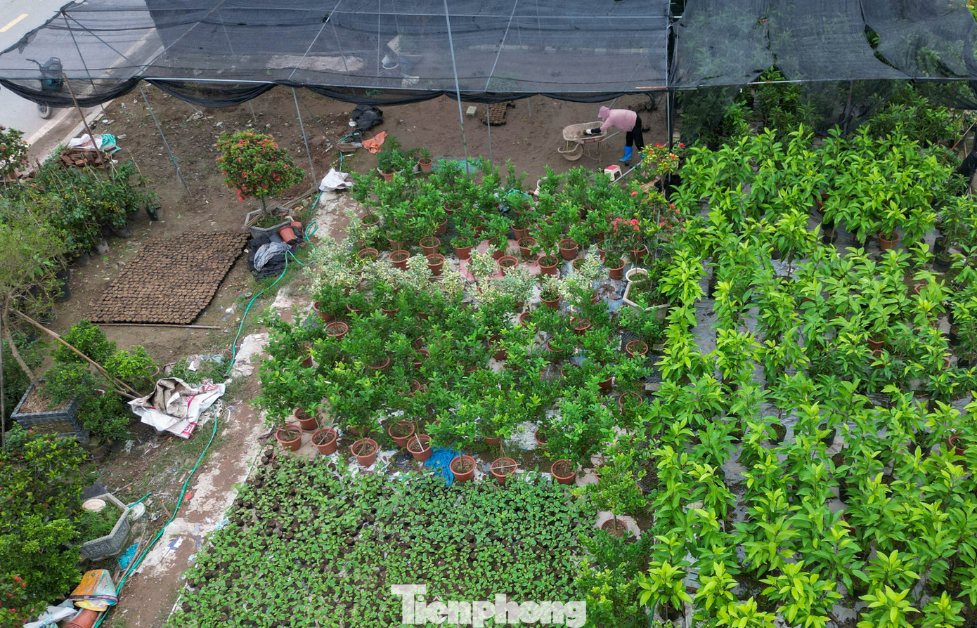 Trên những luống quất, chậu bưởi, người nông dân – những “nghệ nhân vườn” lặng lẽ cắt tỉa, chăm cây, chuẩn bị cho vụ Tết.