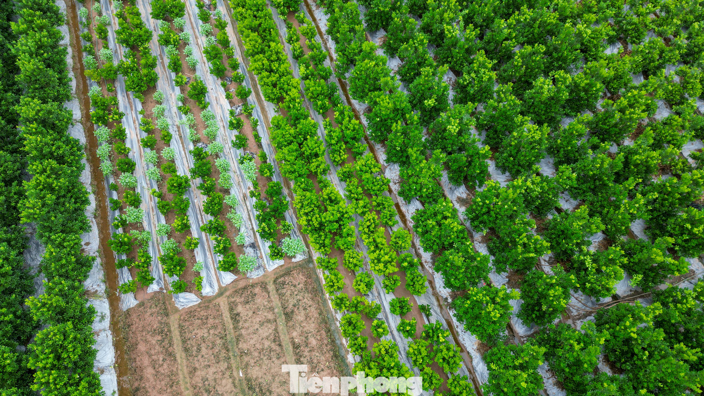 Vựa cây cảnh lớn nhất miền Bắc chạy đua thời gian vụ Tết - 13