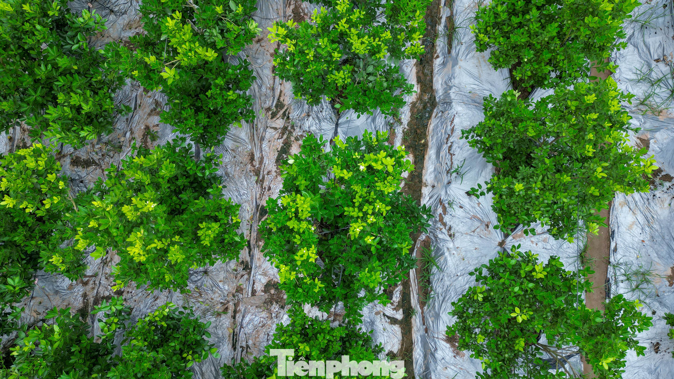 img src/upload/4-2025/images/2025-11-14/1763077236-tp-hung-yendji-0715-width1390height782.jpg width660 /