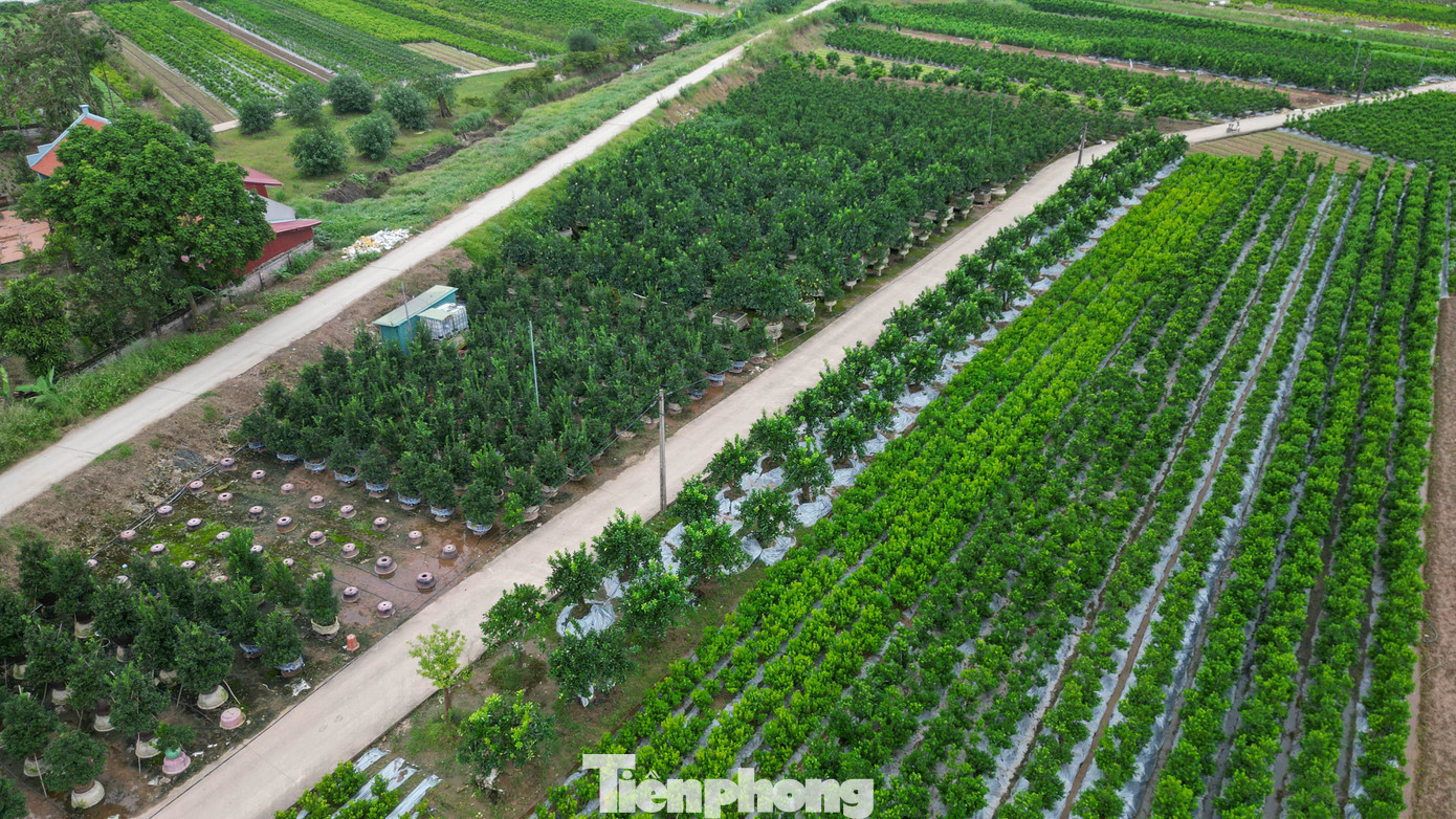 Trên các bờ vườn còn vương bùn đất, những chậu quất đang dần hồi xanh, bưởi bắt đầu ra trái vàng óng.