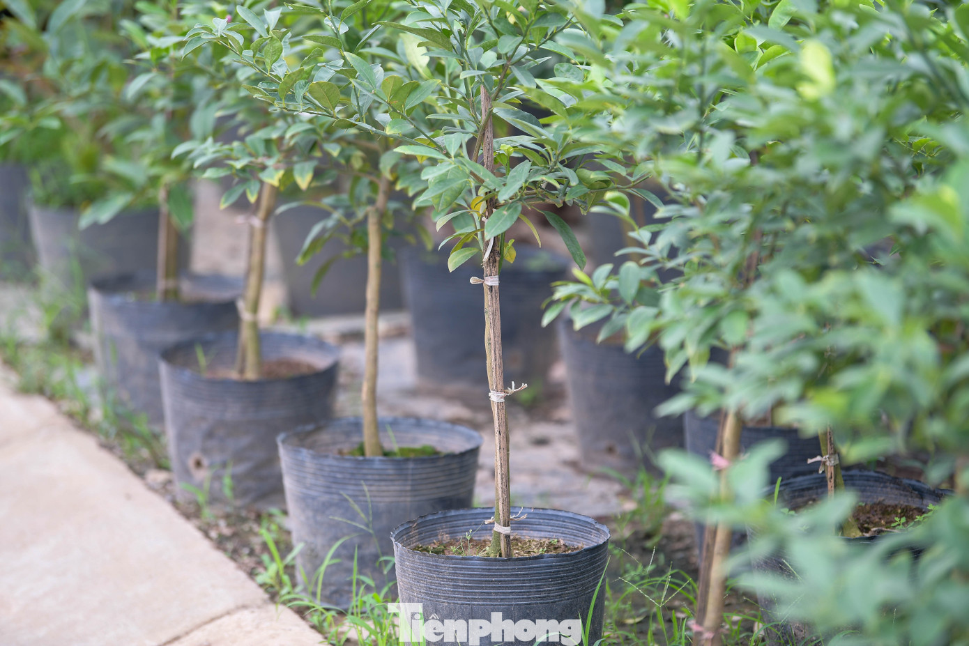 img src/upload/4-2025/images/2025-11-14/1763077236-tp-nha-vuon-van-giangdsc-7964-width1390height927.jpg width660 /