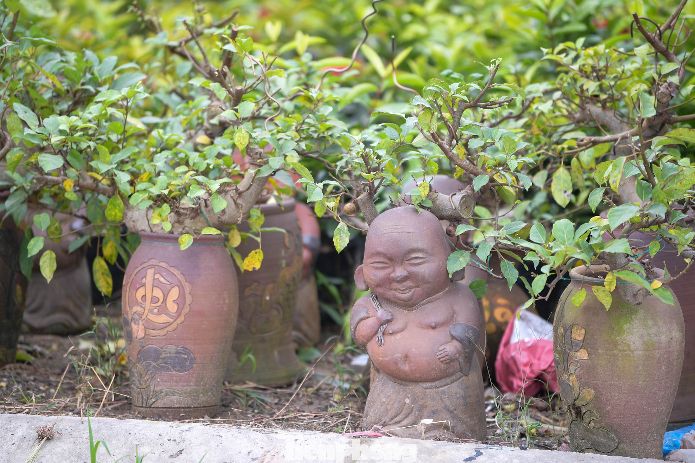 Vựa cây cảnh lớn nhất miền Bắc chạy đua thời gian vụ Tết - 18