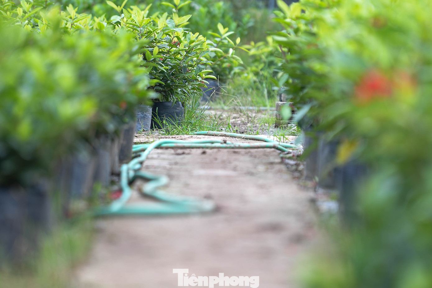 img src/upload/4-2025/images/2025-11-14/1763077236-tp-nha-vuon-van-giangdsc-7987-width1390height927.jpg width660 /