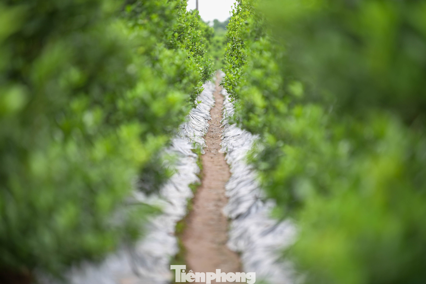 Vựa cây cảnh lớn nhất miền Bắc chạy đua thời gian vụ Tết - 20