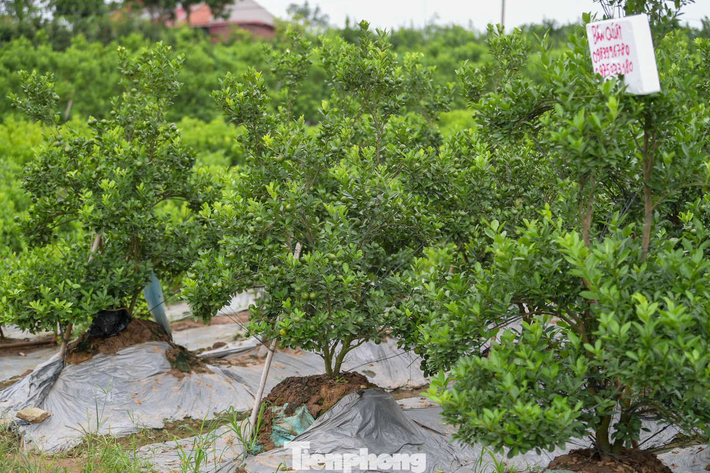 “Chúng tôi lạc quan vì người chơi cây cảnh ngày càng ưa chuộng hàng thủ công, chăm tỉ mỉ. Nếu thời tiết sắp tới thuận lợi, vườn sẽ vẫn đủ hàng đẹp cho Tết”, ông Dũng nói thêm.
